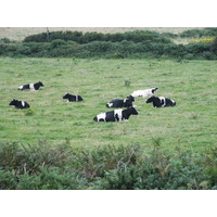Cows rest to the side of the 15th hole at Cardigan Golf Club.