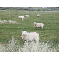 You'll pass many sheep farms on the scenic A2, Northern Ireland's Causeway Coastal Route.